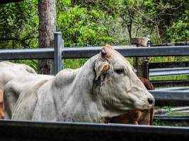 Eumundi Saleyard - Captured at Eumundi Stockyard Market, Eumundi QLD Australia.