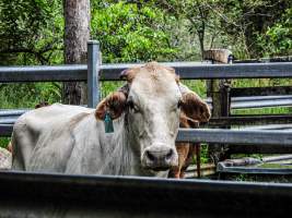 Eumundi Saleyard - Captured at Eumundi Stockyard Market, Eumundi QLD Australia.