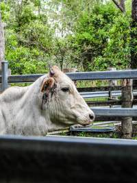 Eumundi Saleyard - Captured at Eumundi Stockyard Market, Eumundi QLD Australia.