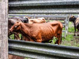 Eumundi Saleyard - Captured at Eumundi Stockyard Market, Eumundi QLD Australia.