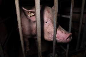 Sow in sow stall - Captured at Midland Bacon, Carag Carag VIC Australia.