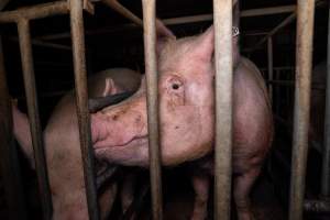 Sows in sow stalls - Captured at Midland Bacon, Carag Carag VIC Australia.