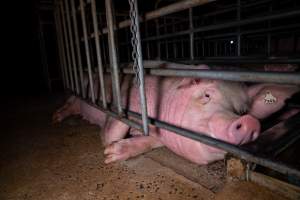 Sow in sow stall - Captured at Midland Bacon, Carag Carag VIC Australia.