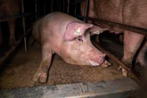 Sow in sow stall - Captured at Midland Bacon, Carag Carag VIC Australia.