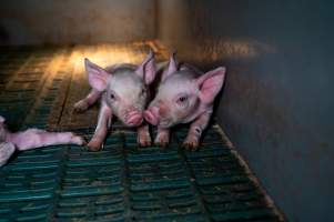 Piglets in farrowing crate - Captured at Midland Bacon, Carag Carag VIC Australia.