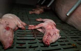 Dying piglet with flesh wound on back - In farrowing crate - Captured at Midland Bacon, Carag Carag VIC Australia.