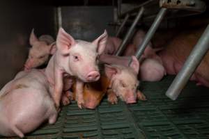 Piglets in farrowing crate - Captured at Midland Bacon, Carag Carag VIC Australia.