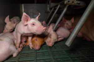 Piglets in farrowing crate - Captured at Midland Bacon, Carag Carag VIC Australia.