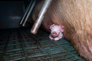 Piglet crushed underneath mother in farrowing crate - Captured at Midland Bacon, Carag Carag VIC Australia.