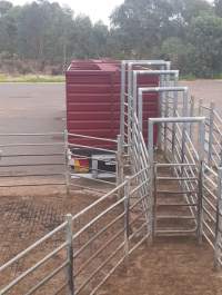 Captured at Boyanup Saleyard, Boyanup WA Australia.