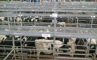 Sale in progress - Captured at Boyanup Saleyard, Boyanup WA Australia.