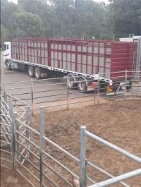 Truck unloading - Captured at Boyanup Saleyard, Boyanup WA Australia.