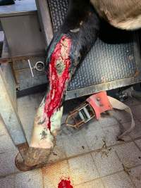 Injured cow - This cow fell and was overlooked by the farmer. She was killed as it wouldn’t have been economically viable to amputate her leg.