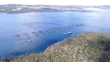 Drone flyover of offshore salmon farm - Floating sea cages containing farmed salmon. - Captured at Peartree Bay Salmon Farm, Coningham TAS Australia.