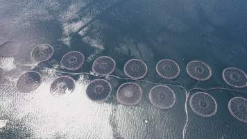 Drone flyover of offshore salmon farm - Floating sea cages containing farmed salmon. - Captured at Peartree Bay Salmon Farm, Coningham TAS Australia.