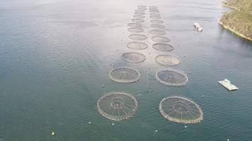 Drone flyover of offshore salmon farm - Floating sea cages containing farmed salmon. - Captured at Peartree Bay Salmon Farm, Coningham TAS Australia.