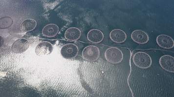 Drone flyover of offshore salmon farm - Floating sea cages containing farmed salmon. - Captured at Peartree Bay Salmon Farm, Coningham TAS Australia.