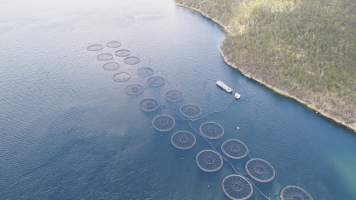 Drone flyover of offshore salmon farm - Floating sea cages containing farmed salmon. - Captured at Peartree Bay Salmon Farm, Coningham TAS Australia.