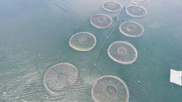 Drone flyover of offshore salmon farm - Floating sea cages containing farmed salmon. - Captured at Peartree Bay Salmon Farm, Coningham TAS Australia.