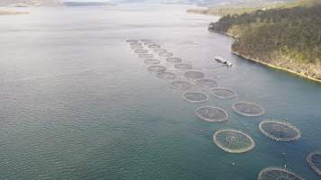 Drone flyover of offshore salmon farm - Floating sea cages containing farmed salmon. - Captured at Peartree Bay Salmon Farm, Coningham TAS Australia.