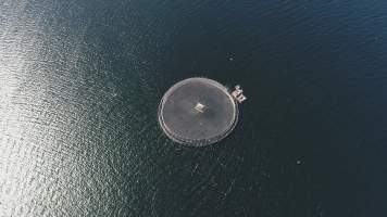 Drone flyover of offshore salmon farm - Floating sea cages containing farmed salmon, off Barretts Bay, near Police Point, Tasmania. - Captured at Huon Salmon Farm, Police Point TAS Australia.