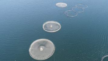 Drone flyover of offshore salmon farm - Floating sea cages containing farmed salmon, off Barretts Bay, near Police Point, Tasmania. - Captured at Huon Salmon Farm, Police Point TAS Australia.