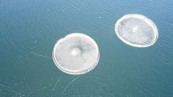 Drone flyover of offshore salmon farm - Floating sea cages containing farmed salmon, off Barretts Bay, near Police Point, Tasmania. - Captured at Huon Salmon Farm, Police Point TAS Australia.