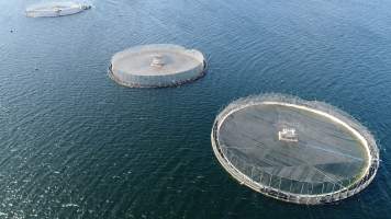 Drone flyover of offshore salmon farm - Floating sea cages containing farmed salmon, off Barretts Bay, near Police Point, Tasmania. - Captured at Huon Salmon Farm, Police Point TAS Australia.