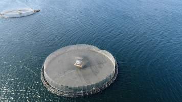 Drone flyover of offshore salmon farm - Floating sea cages containing farmed salmon, off Barretts Bay, near Police Point, Tasmania. - Captured at Huon Salmon Farm, Police Point TAS Australia.