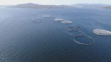 Drone flyover of offshore salmon farm - Floating sea cages containing farmed salmon, off Barretts Bay, near Police Point, Tasmania. - Captured at Huon Salmon Farm, Police Point TAS Australia.