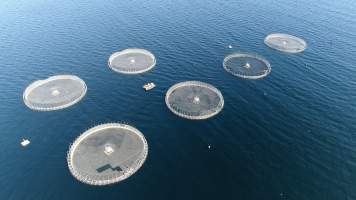 Drone flyover of offshore salmon farm - Floating sea cages containing farmed salmon, off the coast of Roaring Bay Beach, near Dover, Tasmania. - Captured at Unknown fish farm, Surveyors Bay TAS Australia.