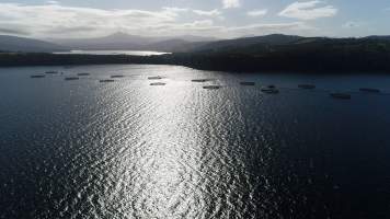 Drone flyover of offshore salmon farm - Floating sea cages containing farmed salmon, off the coast of Roaring Bay Beach, near Dover, Tasmania. - Captured at Unknown fish farm, Dover TAS Australia.