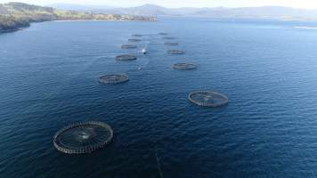 Drone flyover of offshore salmon farm - Floating sea cages containing farmed salmon, off the coast of Roaring Bay Beach, near Dover, Tasmania. - Captured at Unknown fish farm, Dover TAS Australia.