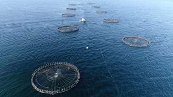Drone flyover of offshore salmon farm - Floating sea cages containing farmed salmon, off the coast of Roaring Bay Beach, near Dover, Tasmania. - Captured at Unknown fish farm, Dover TAS Australia.
