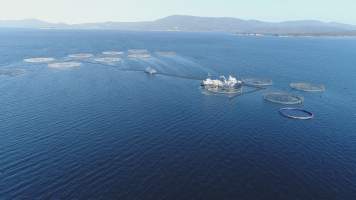 Drone flyover of offshore salmon farm - Floating sea cages containing farmed salmon, off the coast of Bruny Island, Tasmania.