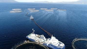 Drone flyover of offshore salmon farm - Floating sea cages containing farmed salmon, off the coast of Bruny Island, Tasmania.