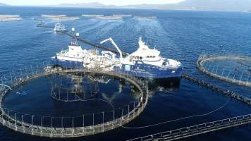 Drone flyover of offshore salmon farm - Floating sea cages containing farmed salmon, off the coast of Bruny Island, Tasmania.