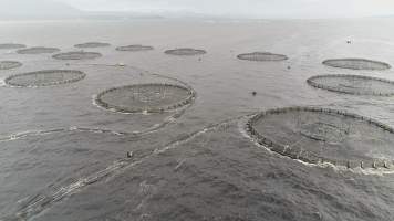 Drone flyover of offshore salmon farm - Floating sea cages containing farmed salmon, in Macquarie Harbour, near Strahan, Tasmania. - Captured at TAS.