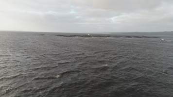 Drone flyover of offshore salmon farm - Floating sea cages containing farmed salmon, in Macquarie Harbour, near Strahan, Tasmania. - Captured at TAS.