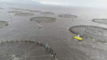 Drone flyover of offshore salmon farm - Floating sea cages containing farmed salmon, in Macquarie Harbour, near Strahan, Tasmania. - Captured at TAS.