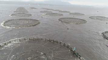 Drone flyover of offshore salmon farm - Floating sea cages containing farmed salmon, in Macquarie Harbour, near Strahan, Tasmania. - Captured at TAS.