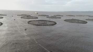 Drone flyover of offshore salmon farm - Floating sea cages containing farmed salmon, in Macquarie Harbour, near Strahan, Tasmania. - Captured at TAS.