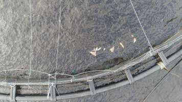 Drone flyover of offshore salmon farm - Floating sea cages containing farmed salmon, in Macquarie Harbour, near Strahan, Tasmania. - Captured at TAS.