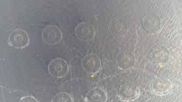 Drone flyover of offshore salmon farm - Floating sea cages containing farmed salmon, in Macquarie Harbour, near Strahan, Tasmania. - Captured at TAS.