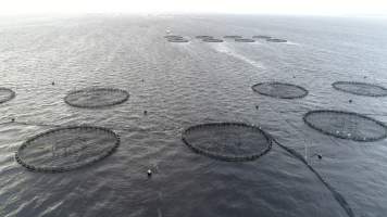 Drone flyover of offshore salmon farm - Floating sea cages containing farmed salmon, in Macquarie Harbour, near Strahan, Tasmania. - Captured at TAS.