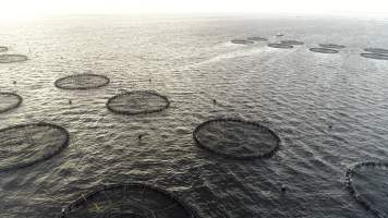 Drone flyover of offshore salmon farm - Floating sea cages containing farmed salmon, in Macquarie Harbour, near Strahan, Tasmania. - Captured at TAS.