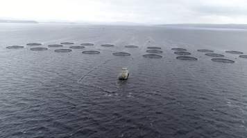 Drone flyover of offshore salmon farm - Floating sea cages containing farmed salmon, in Macquarie Harbour, near Strahan, Tasmania. - Captured at TAS.