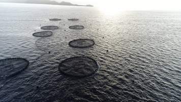 Drone flyover of offshore salmon farm - Floating sea cages containing farmed salmon, in Macquarie Harbour, near Strahan, Tasmania. - Captured at TAS.