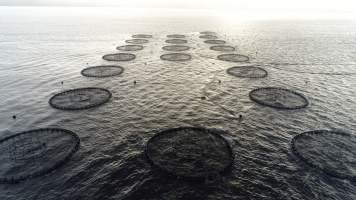 Drone flyover of offshore salmon farm - Floating sea cages containing farmed salmon, in Macquarie Harbour, near Strahan, Tasmania. - Captured at TAS.