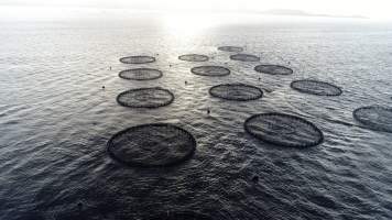 Drone flyover of offshore salmon farm - Floating sea cages containing farmed salmon, in Macquarie Harbour, near Strahan, Tasmania. - Captured at TAS.